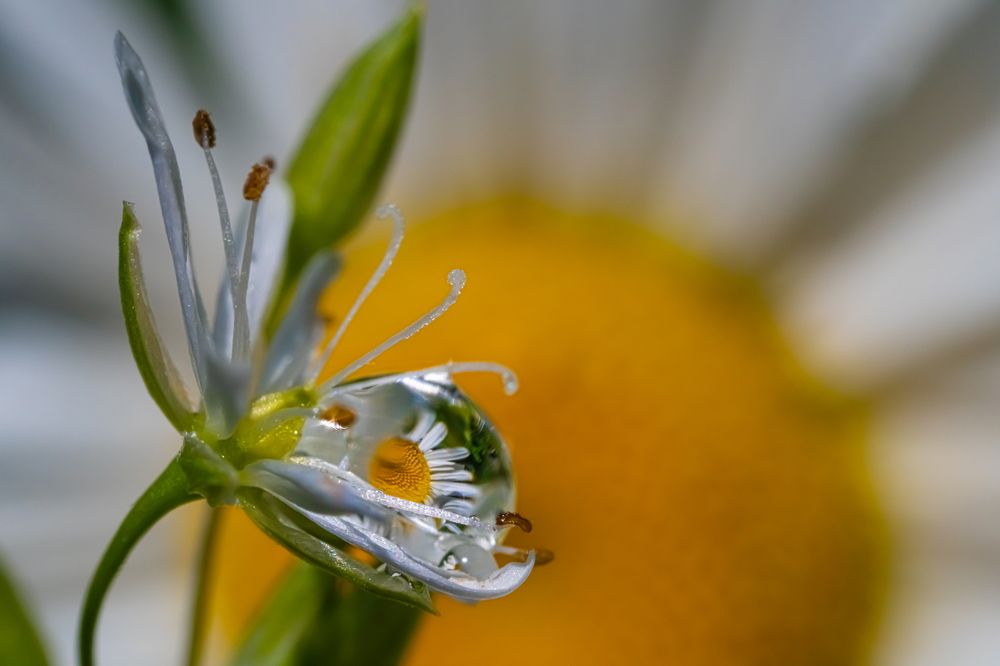 Photograph by Николай Фонарёв