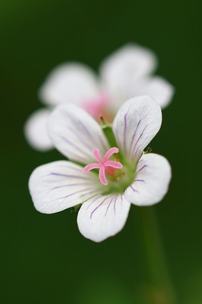 Photograph by Ольга Метлицкая