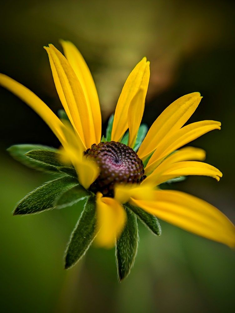 Photograph by AlexaL