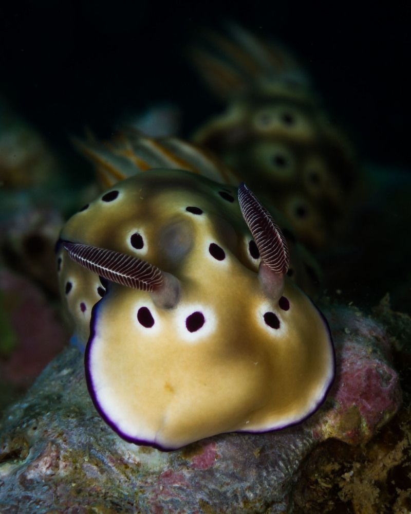 Hypselodoris tryoni nudibranch