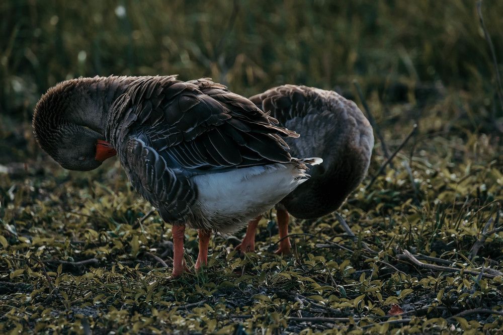 Photograph by Елена Фирсова