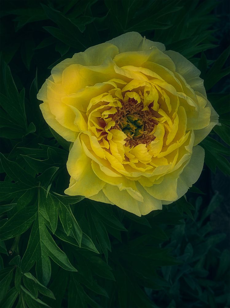 Photograph by Елена Цацулина