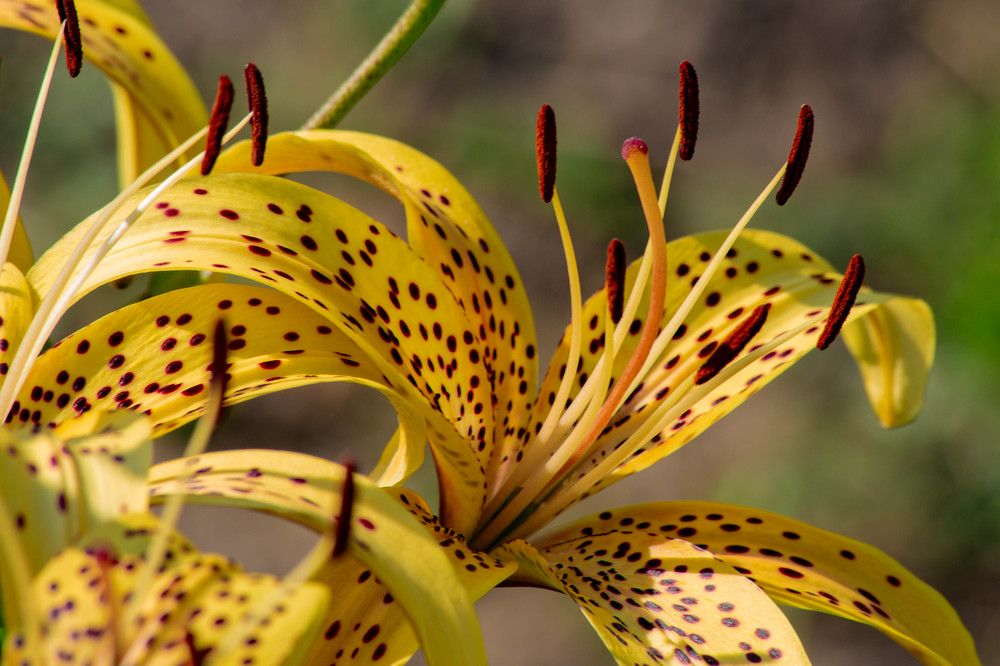 Photograph by Евгений Авдеев