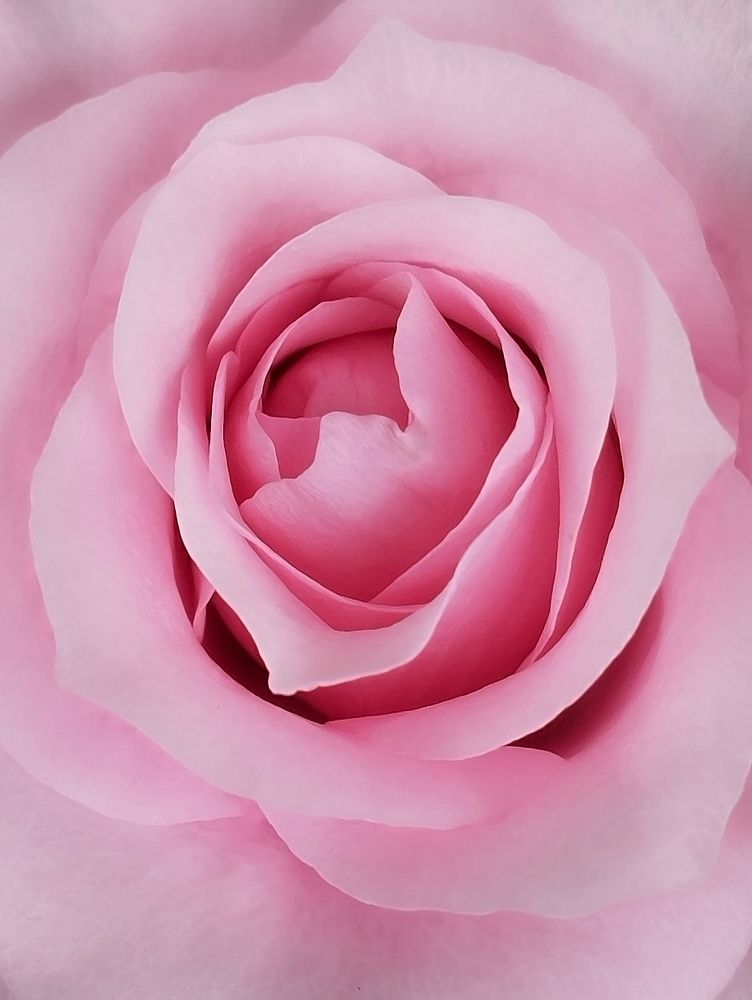 Pink Rose