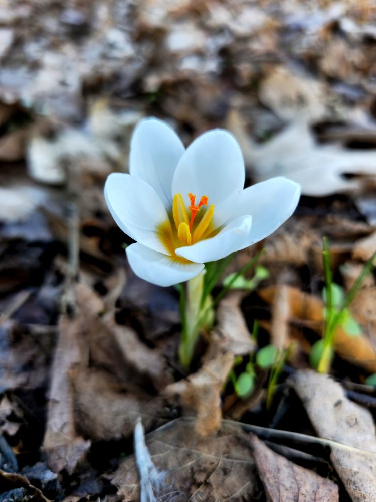 Аленький цветочек