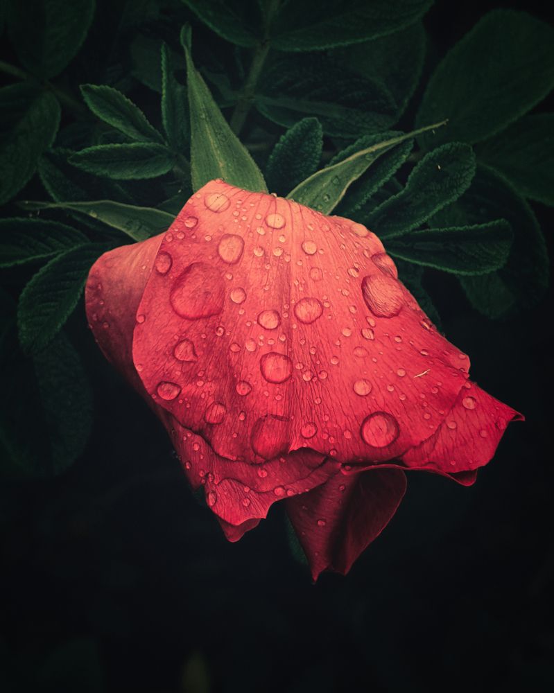 Photograph by Дмитрий Гребнев