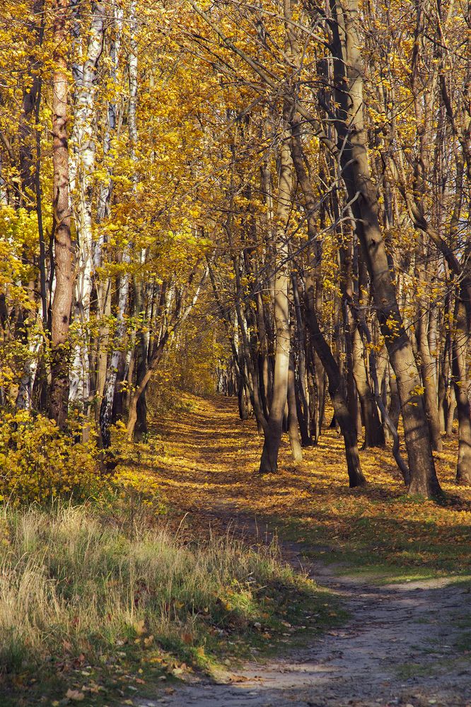 Тропинка в осень.