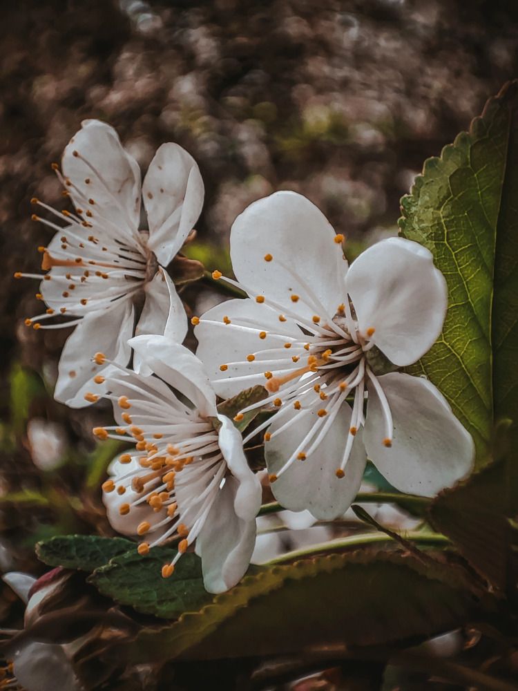 Photograph by Олеся Хижко