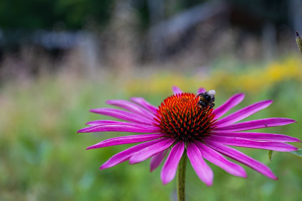 Photograph by Michel