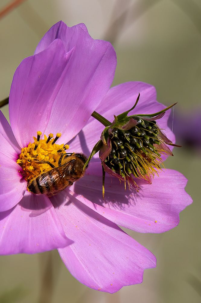 Photograph by Michel