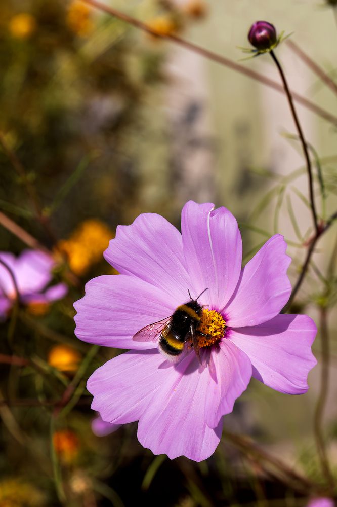 Photograph by Michel