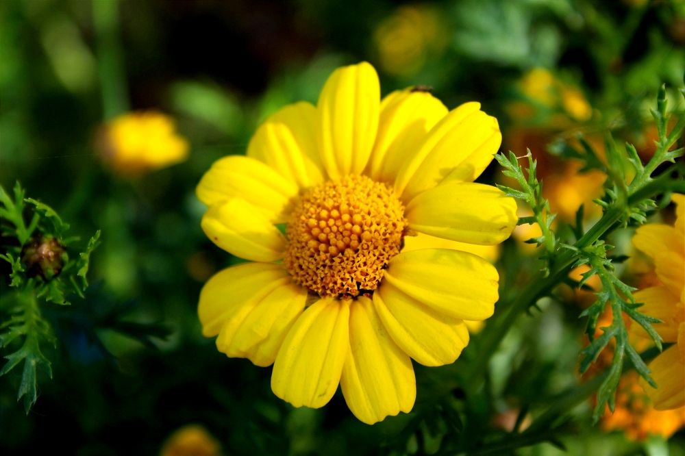 Photograph by Юлия Иванова