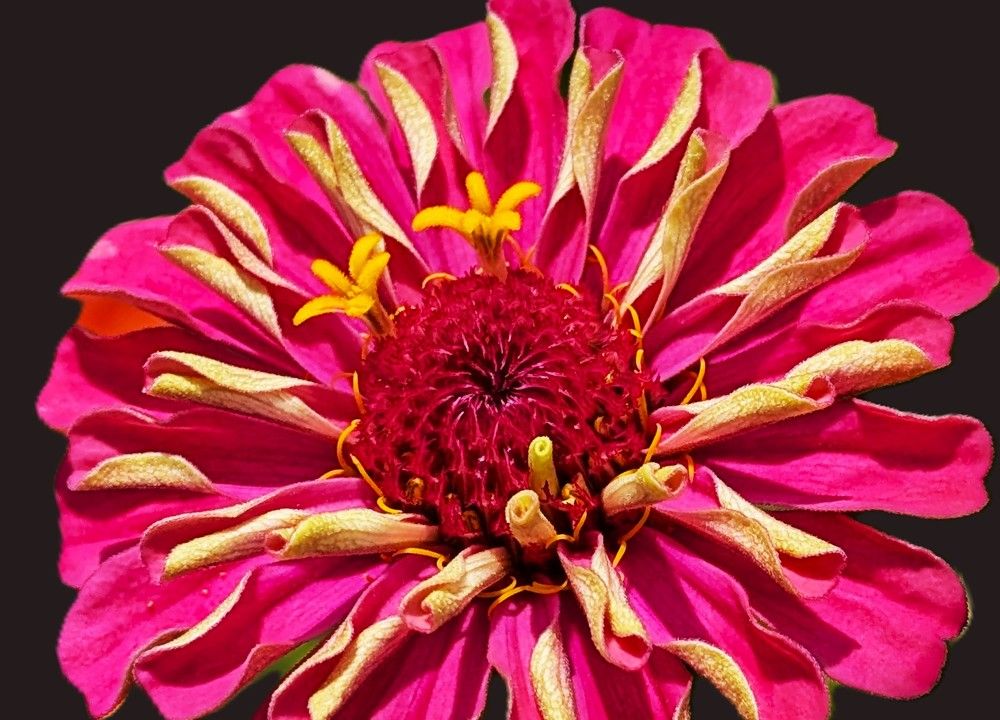 Zinnia Up close