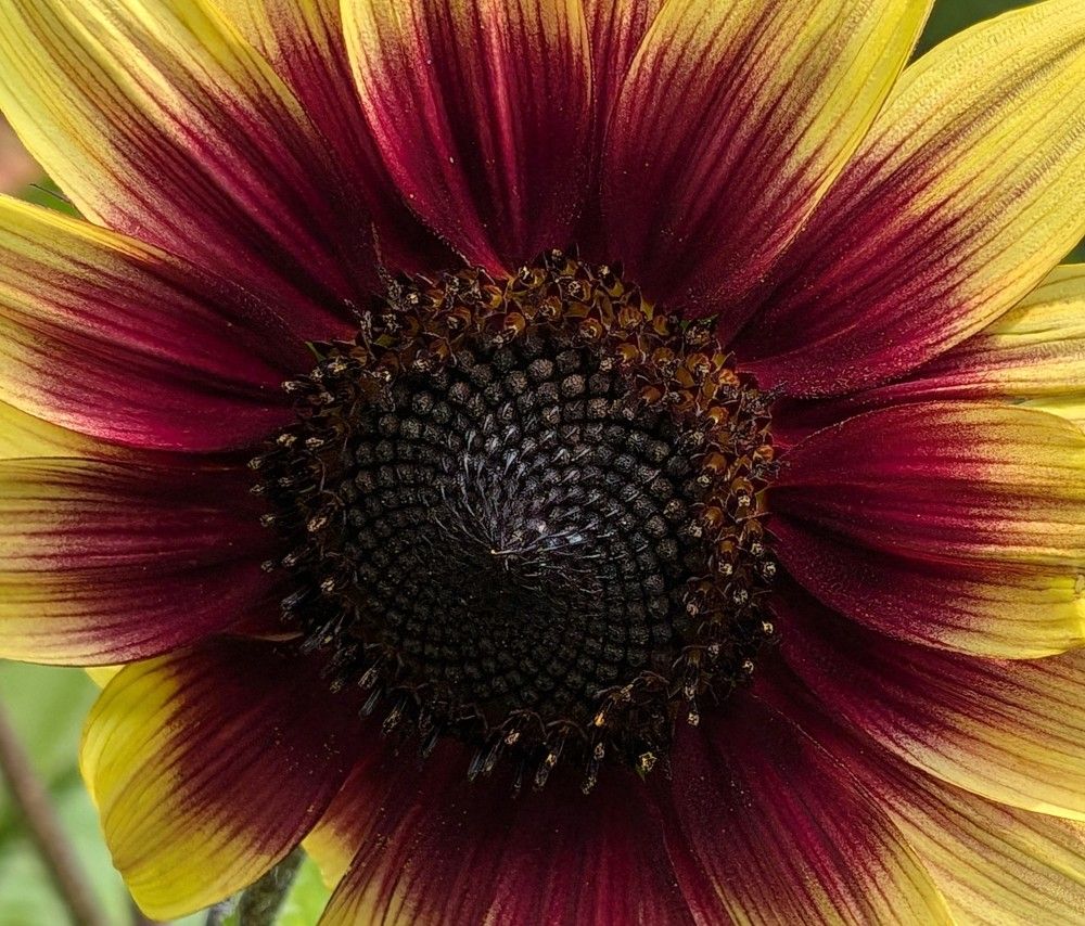 Sunflower Center