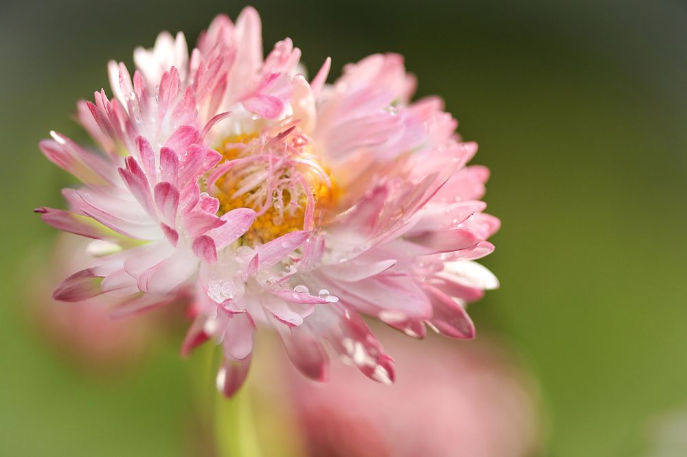 Photograph by Шруб (Беляева) Татьяна