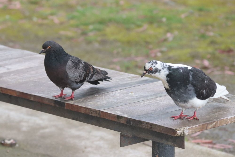 Photograph by Елена Рудкевич