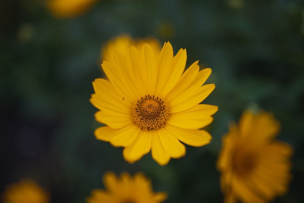 Photograph by дамир чекалин