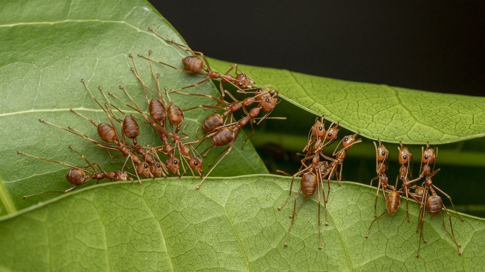 Фотография автора Rajeev Amaratunga