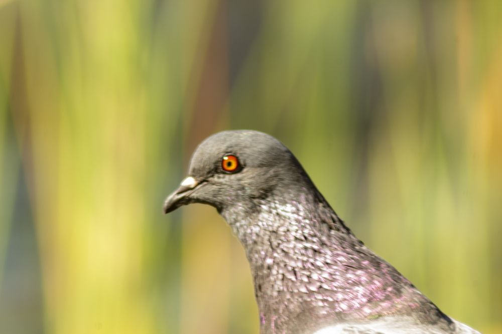 Фотография автора János Rábli