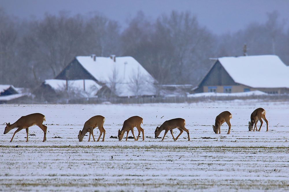 Photograph by Николай Протасеня