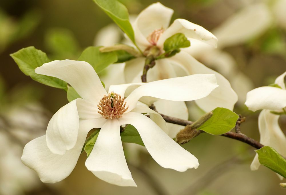 Photograph by Шруб (Беляева) Татьяна