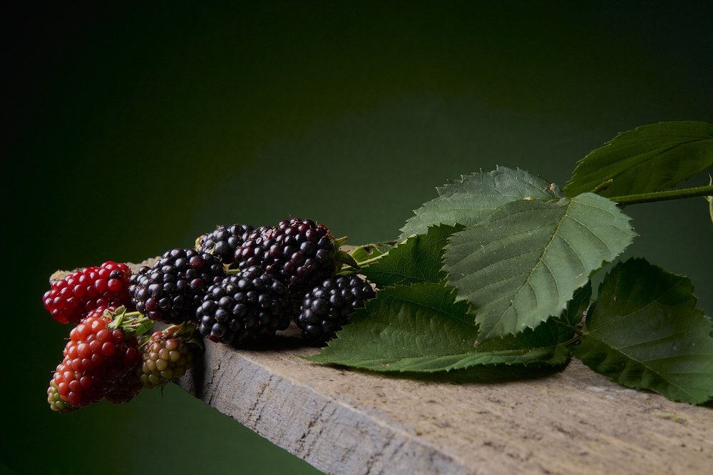 Фотография автора Tulak Pepino