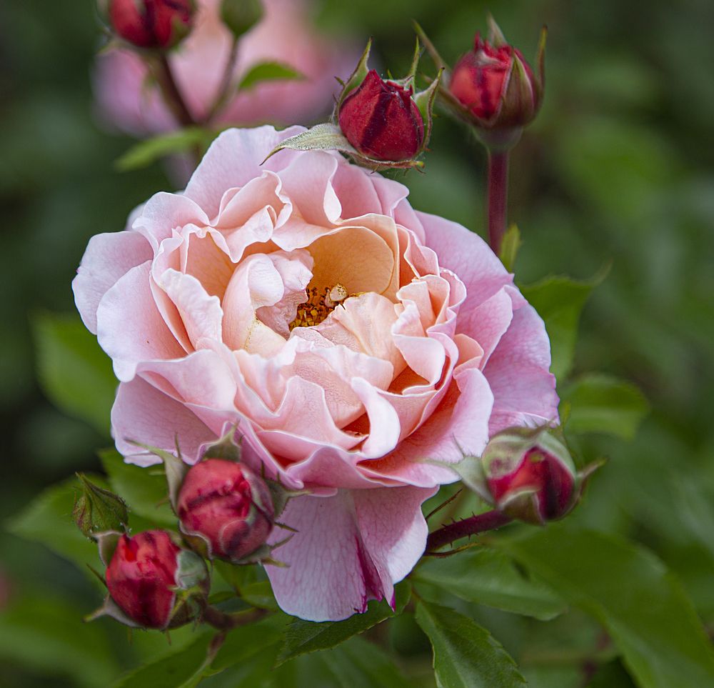 Фотография автора Елена Разина