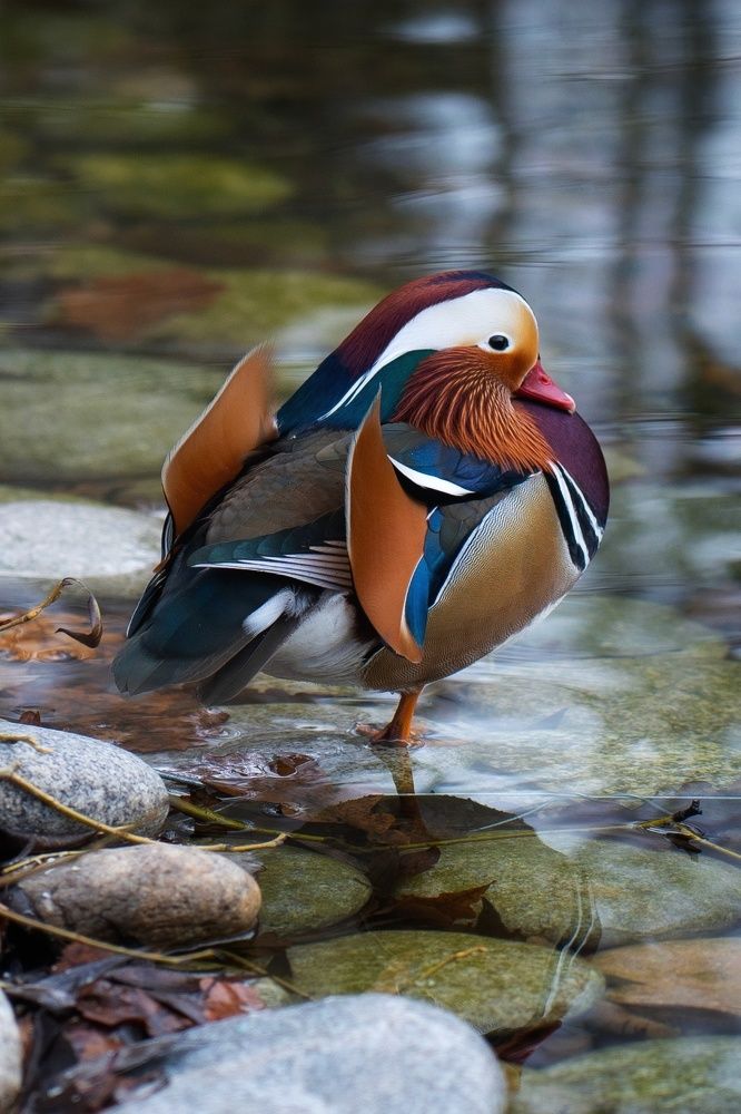 Фотография автора Светлана Зимина