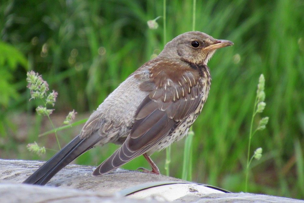 Photograph by Ольга Березовская