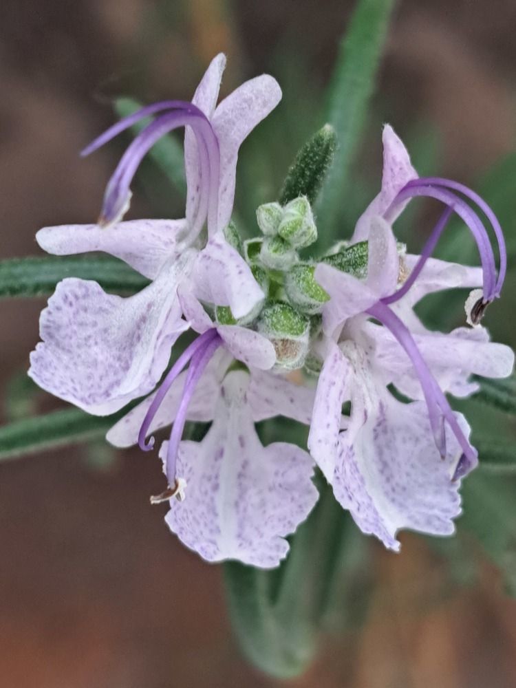 Фотография автора gustavo pecelis