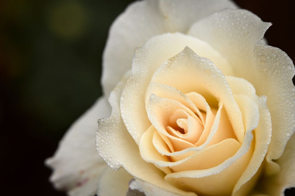 Photograph by Дарья Кончакова