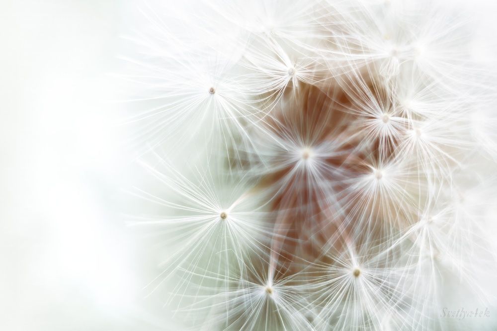 Photograph by Света Богоявленская