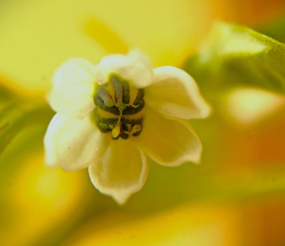 Фотография автора Nadarajan Lakshmanswamy