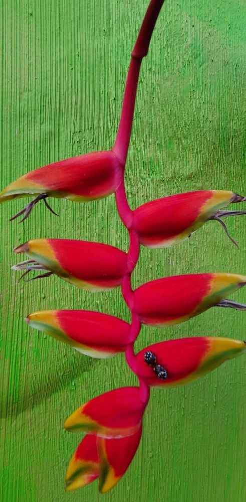 Photograph by Régis Santos