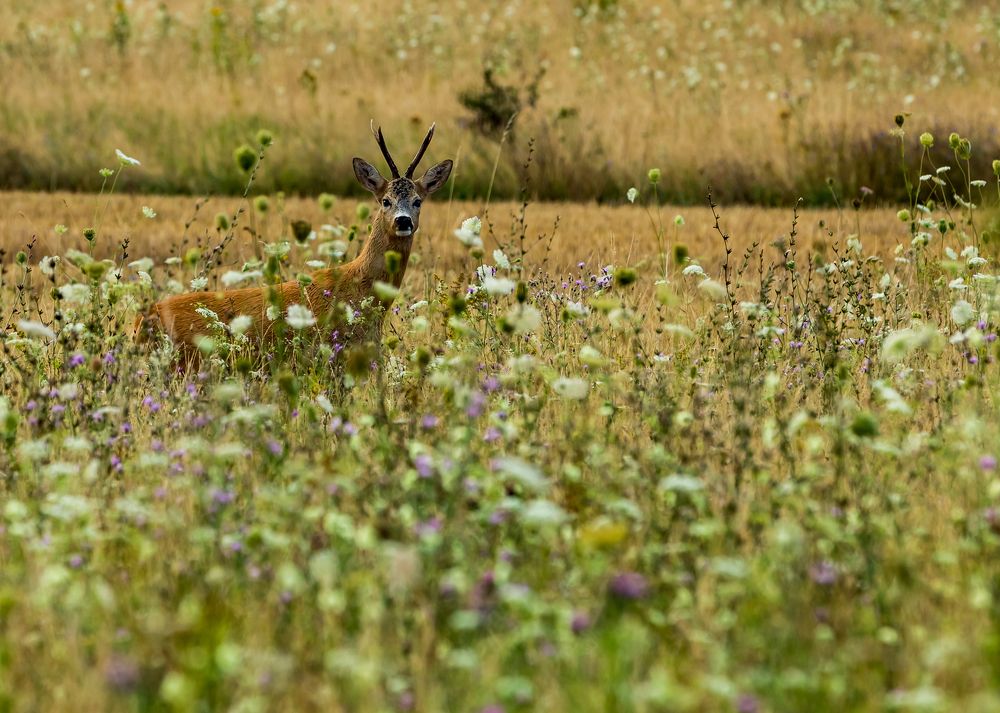 Фотография автора COMSA BOGDAN