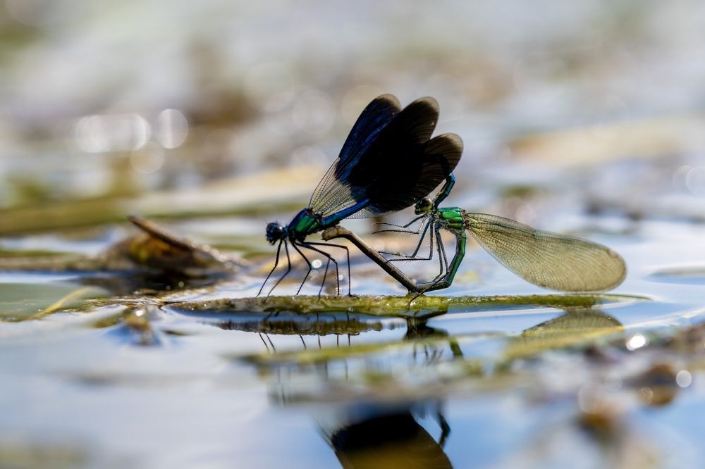Красотки Блестящие..