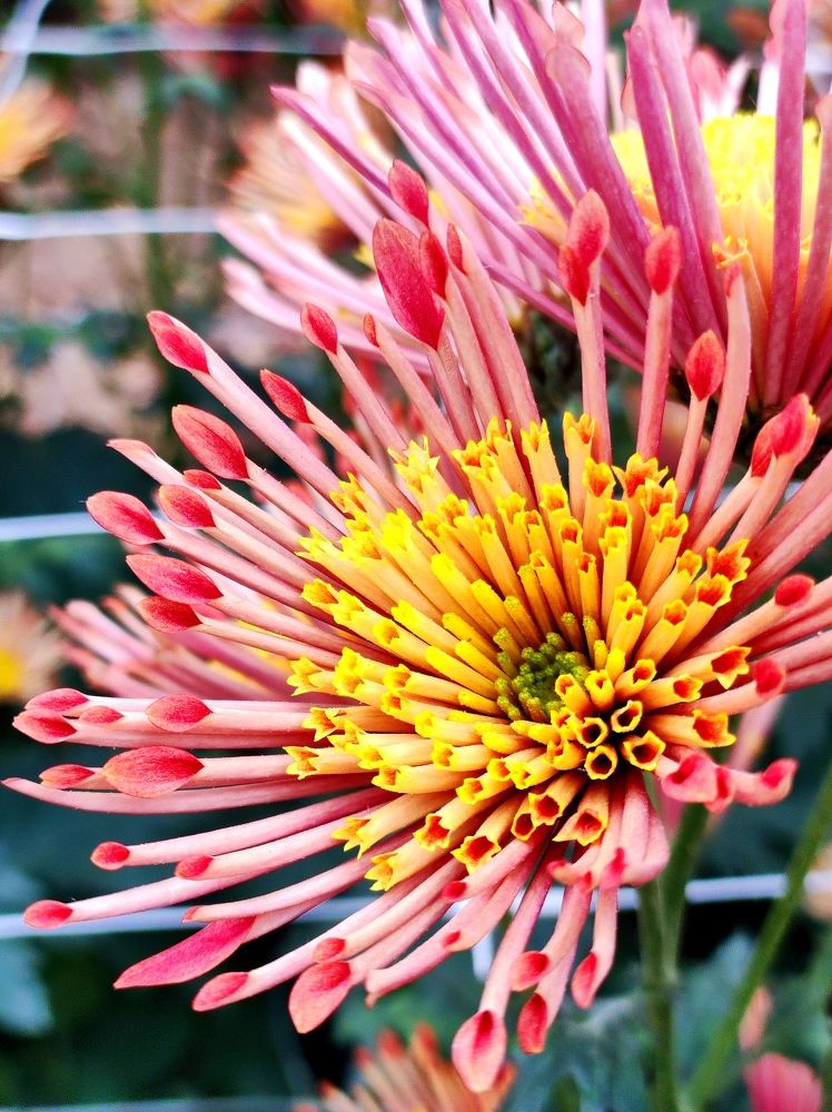 Photograph by Надежда Батракова