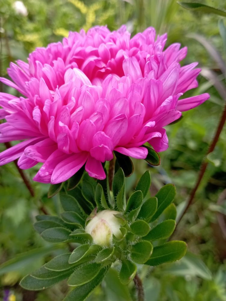 Фотография автора Natalia Khodina