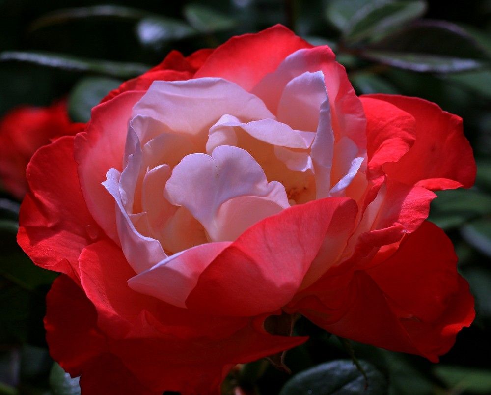 Photograph by Игорь Куленко