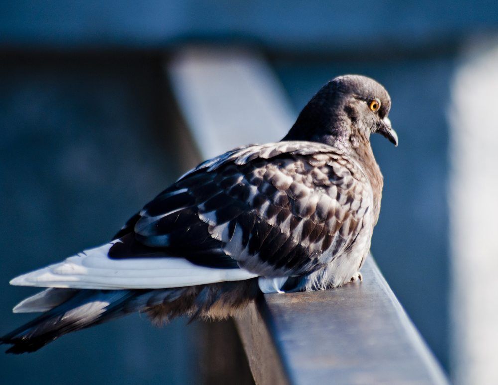 Photograph by Дмитрий Жуков