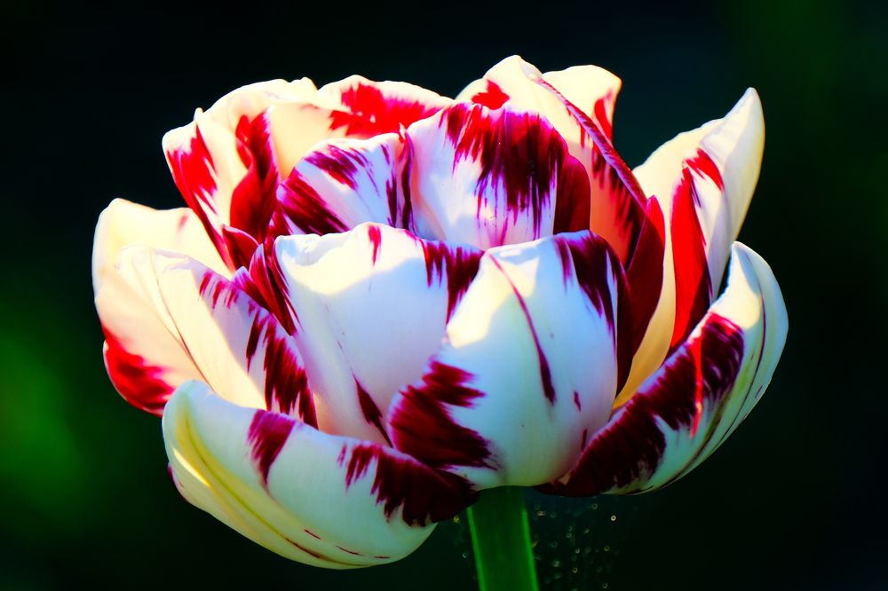 Photograph by Владимир Кирсанов