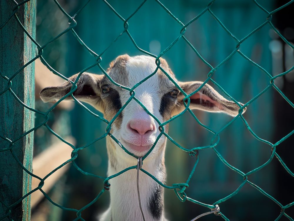 Photograph by Анжелика Александрова