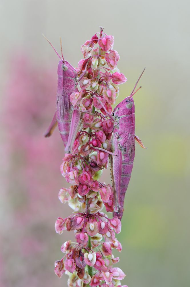 Розовые сны.