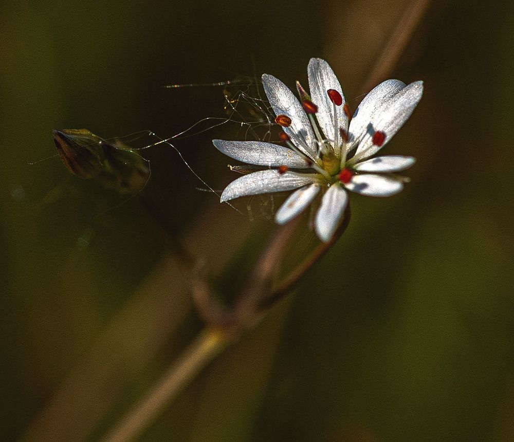 Photograph by Vladimir  Komarov
