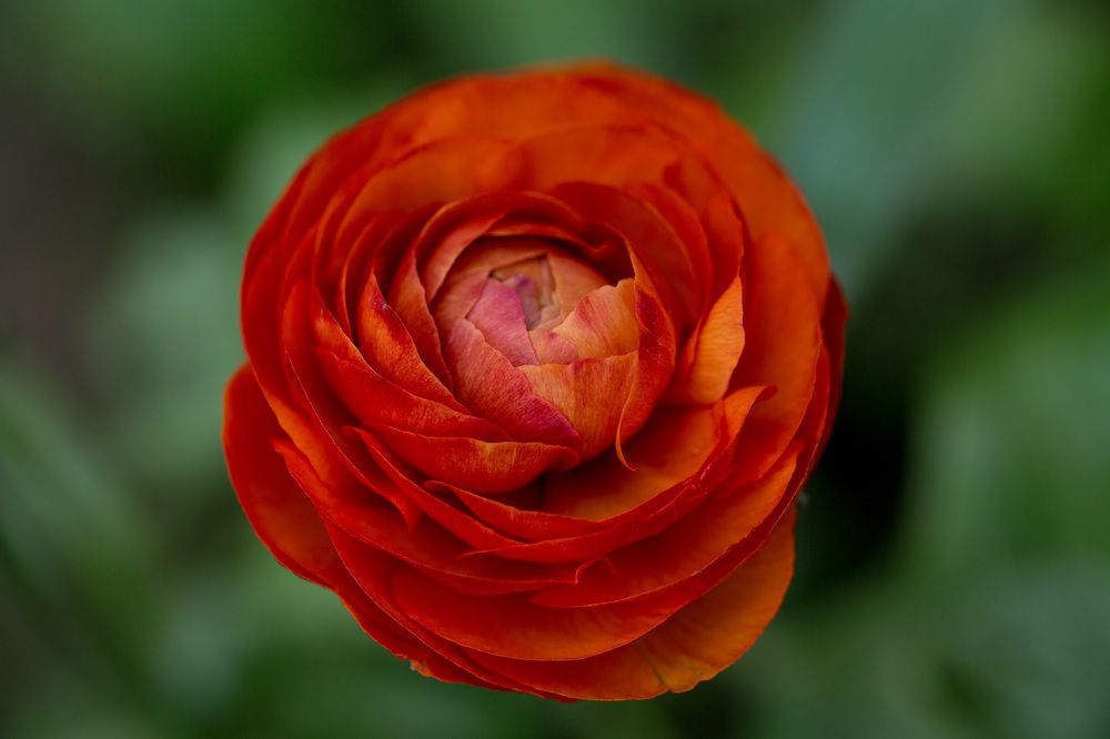 Photograph by Наталья Снеговая