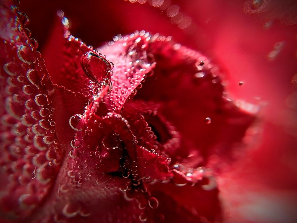 Photograph by AlexaL