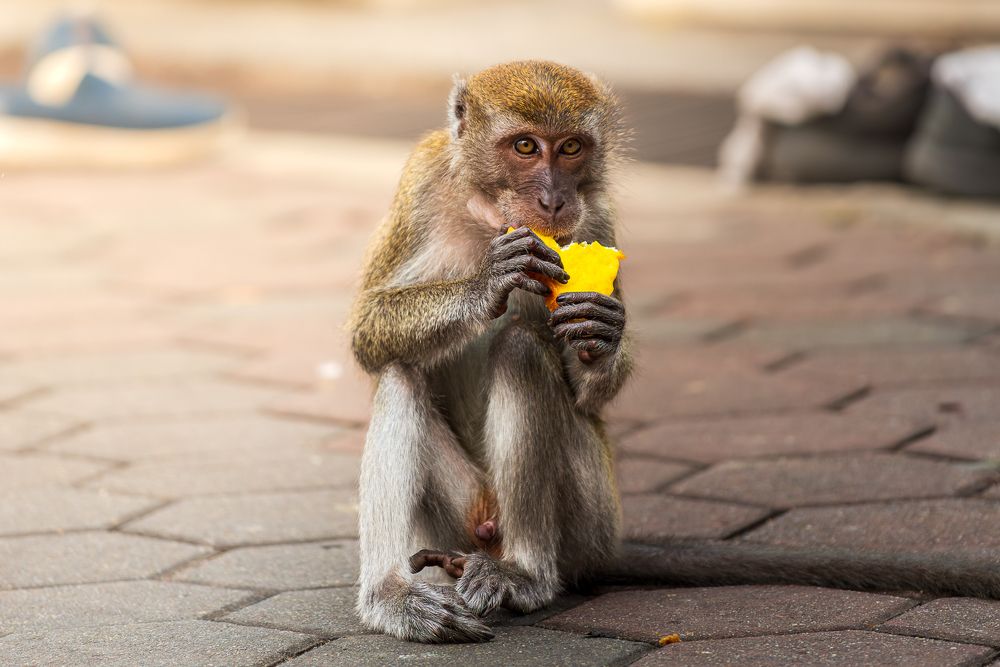 Photograph by Bruno Ribeiro