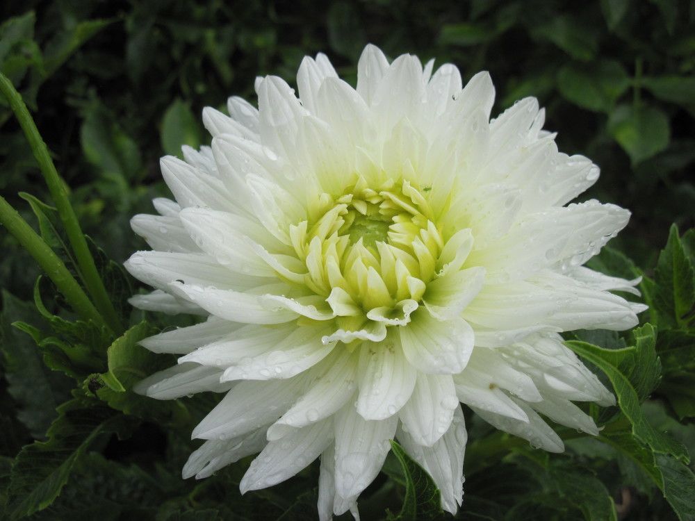 Фотография автора Георгий Самусевич