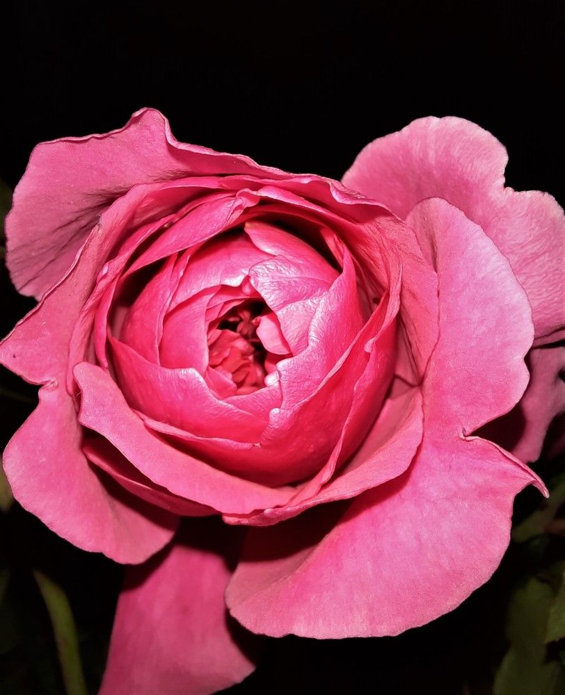 Фотография автора Елена Пикатова