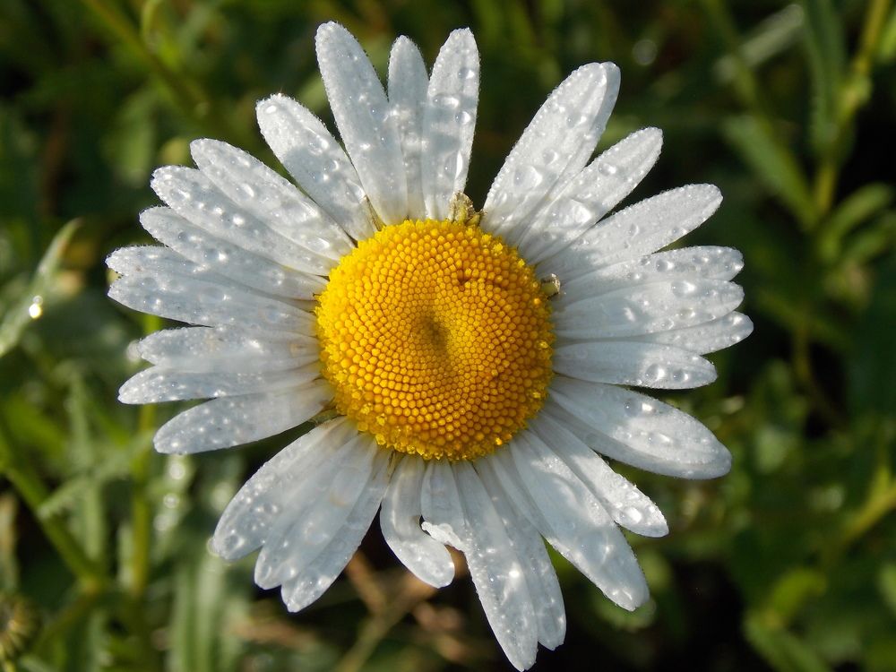 Photograph by Елена